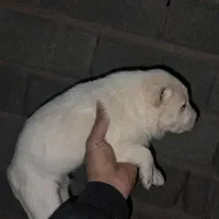 واگذاری رایگان توله ماده دورگه سرابی|سگ|سیرجان, |دیوار