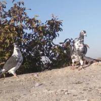 یه جفت بزک|پرنده|تربت جام, اسماعیل آباد|دیوار