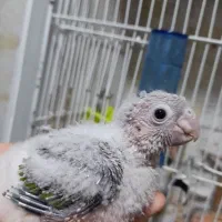 جوجه گرینچیک