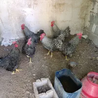 خروس پیلیموت