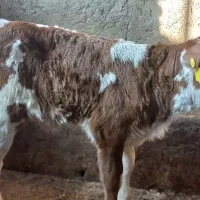 گوساله سمینتال و هلشتاین|حیوانات مزرعه|سرخنکلاته, |دیوار