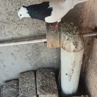 کبوتر گرفتنی