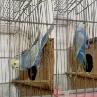 مرغ عشق رینبو ‌فوق‌ العاده زیبا