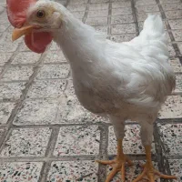خروس رنگی