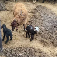 فروشی بره ماده وکهره