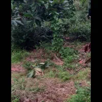 یک قطعه زمین مسکونی