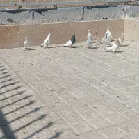 کبوتر کله دار و پلاکی