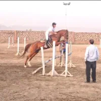 اسب پرشی
