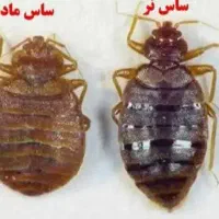 سمپاشی ساس وسوسک تضمینی