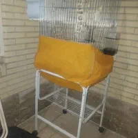 عروس هلندی با قفس