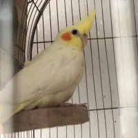 عروس هلندی سوخن گو سالم دستی|پرنده|محمدشهر, محمدشهر|دیوار