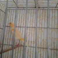 دو تا قناری نر بخوان موازیکی و زرد