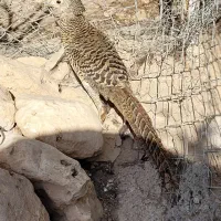 تخم پرندگان خارجی و ایرانی و مرغ مینیاتوری پاپری