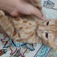 گربه