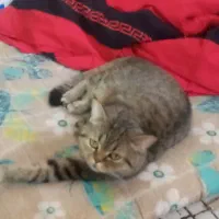 جفت گربه نرومادهگ