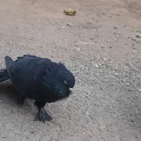 کفتر|پرنده|بروجن, |دیوار