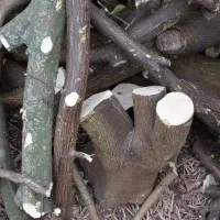 خرید انواع چوب بصورت تناژ