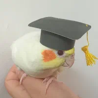 عروس هلندی نر و ماده