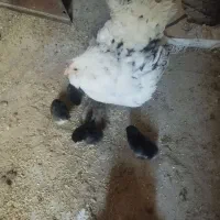 مرغ جوجه دار