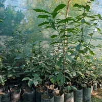 فروش نهال بلوط|خدمات باغبانی و درختکاری|ساری, |دیوار