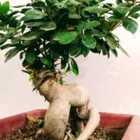 بونسای خاص|گل و گیاه طبیعی|اهواز, کوی باهنر|دیوار