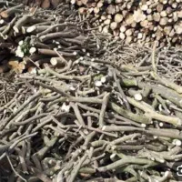 قطعکردندرختباارهبرقیوخریدارچوب