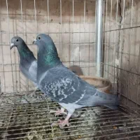 مسافتی آردن و بلژیک.. پیتر مروی ،ون روی،جانسون|پرنده|اصفهان, عطار نیشابوری|دیوار