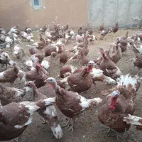 بوقلمون محلی