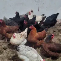 مرغ و خروس و اردک و جوجه