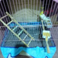 دو عدد عروس هلندی نر و ماده