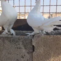 نرو ماده دم چتری