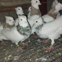 کفتر طوقی کرمانشاهی