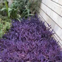 برگ بیدی بنفش وبرگ عبایی