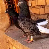 کبوتر|پرنده|اهواز, کیانپارس |دیوار