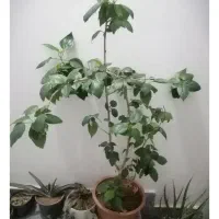 گل و گیاه