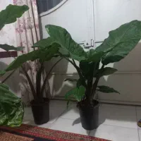 گل بابا آدم|گل و گیاه طبیعی|اردبیل, |دیوار