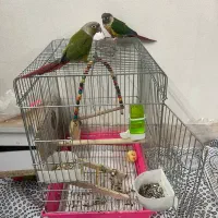طوطی گرینچیک