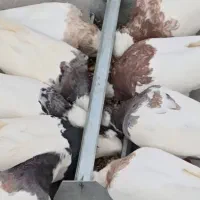 کبوتر پیدا شده
