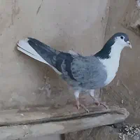 دمگیر دوبحر بدرنگ