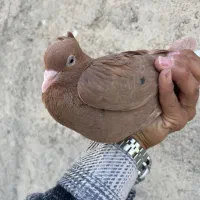 زرد دم سفید خال سیاه دار کاکلی ماده