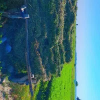 بیده دست پیچی  کهنوج