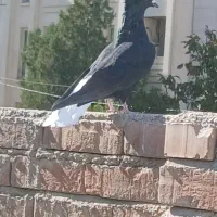 تعدادی ماده مطمعن