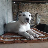 ماده الابای روسی|سگ|سیمین شهر, |دیوار