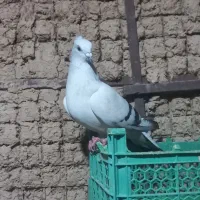 ماد....ه شامی|پرنده|اندیمشک, |دیوار