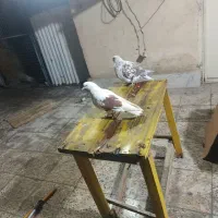 یک جفت نر ماده به فروش می‌رسد|پرنده|تهران, افسریه جنوبی|دیوار