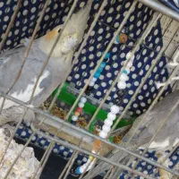 نر و ماده  و عروس هلندی نر هم دستی هست|پرنده|پلدختر, |دیوار