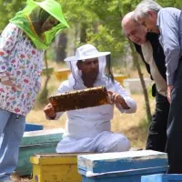 نیروی کار زنبورداری|استخدام صنعتی، فنی، مهندسی|علی‌آباد کتول, |دیوار