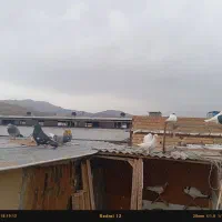 کفتر شهرستانی 10 تا نر1ماده
