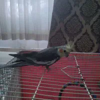 عروس هلندی سخنگو|پرنده|طرقبه, |دیوار