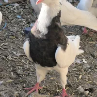 کبوتر طوقی5 عدد|پرنده|بیلوار, |دیوار